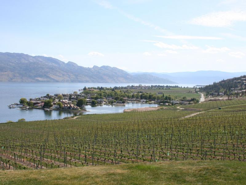 Okanagan Valley Canada’s Best Wine Region? IntoWine